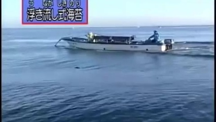 从海洋到舌尖 海苔的科技制造之旅